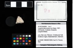 Foto (Objekt + Etikett) von Longodromites excisus (von Meyer, 1857)  (NHMW-GEO-2014-0194-0008)